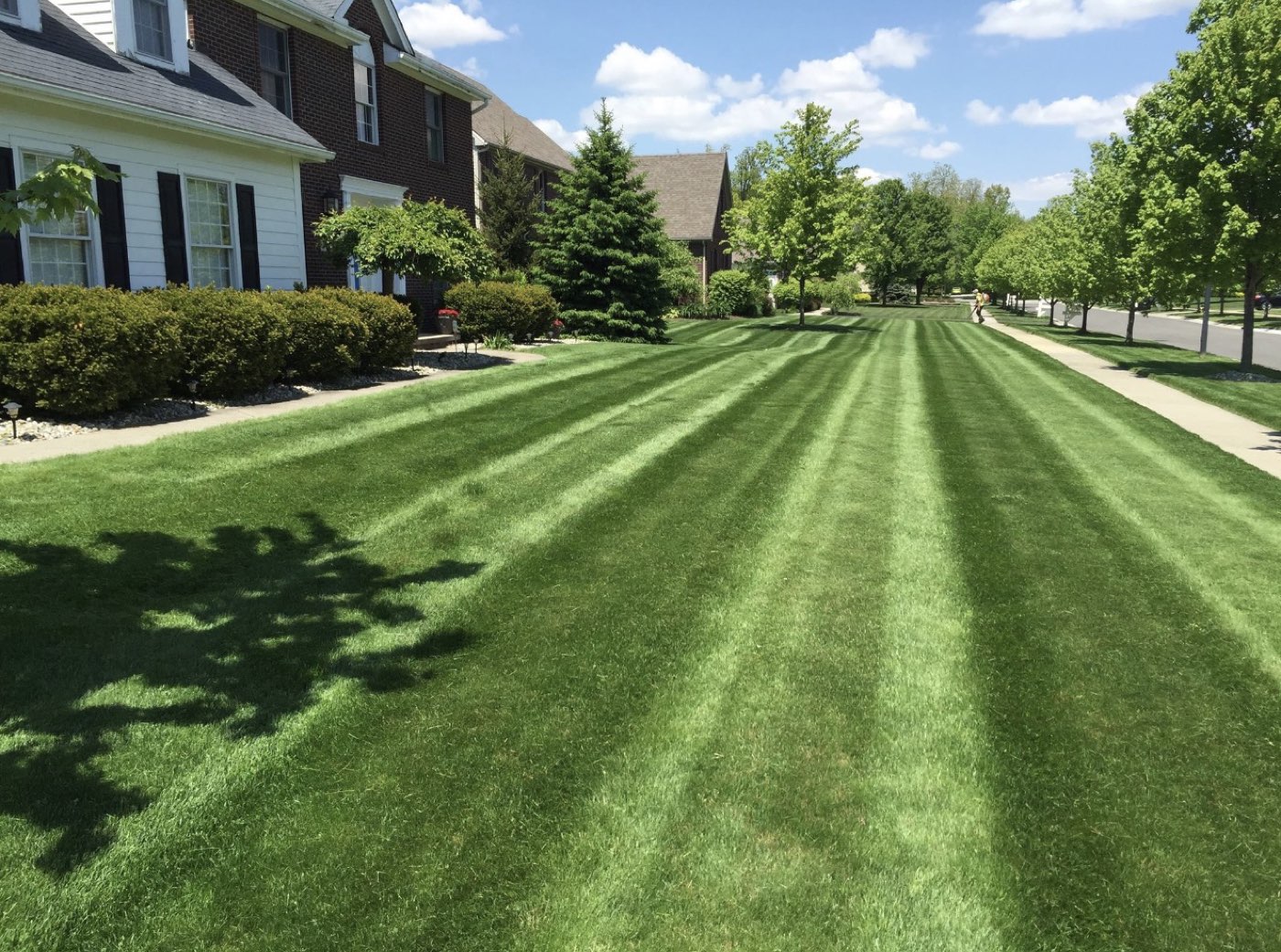 Freshly striped lawn along a residential street, mowed by Greener Results