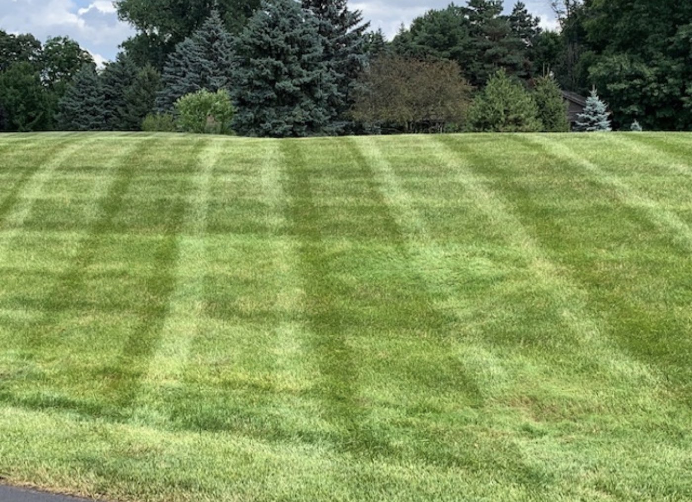 Even mowing stripes on a large lawn edged by evergreens